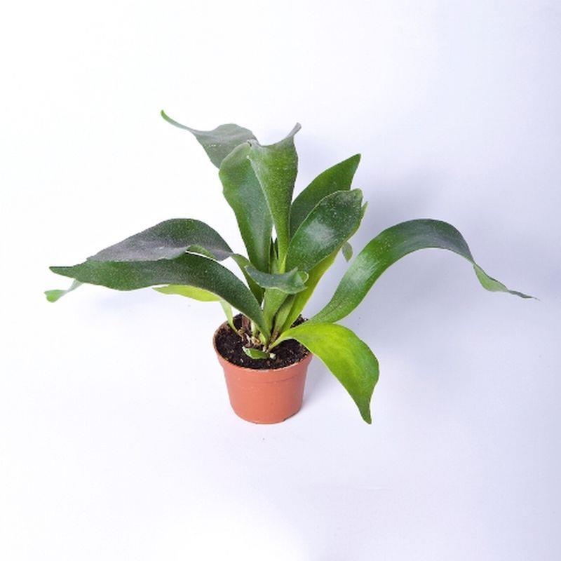 Mini platycerium bifurcatum a vendre
