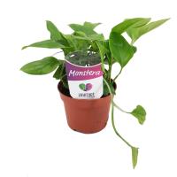 Monstera friedrichsthalii
