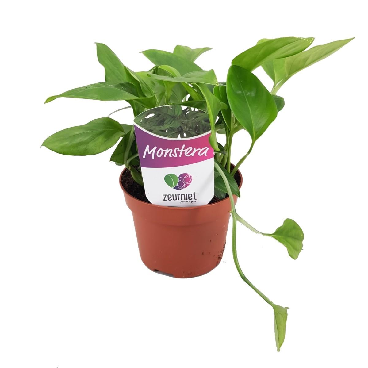 Monstera friedrichsthalii