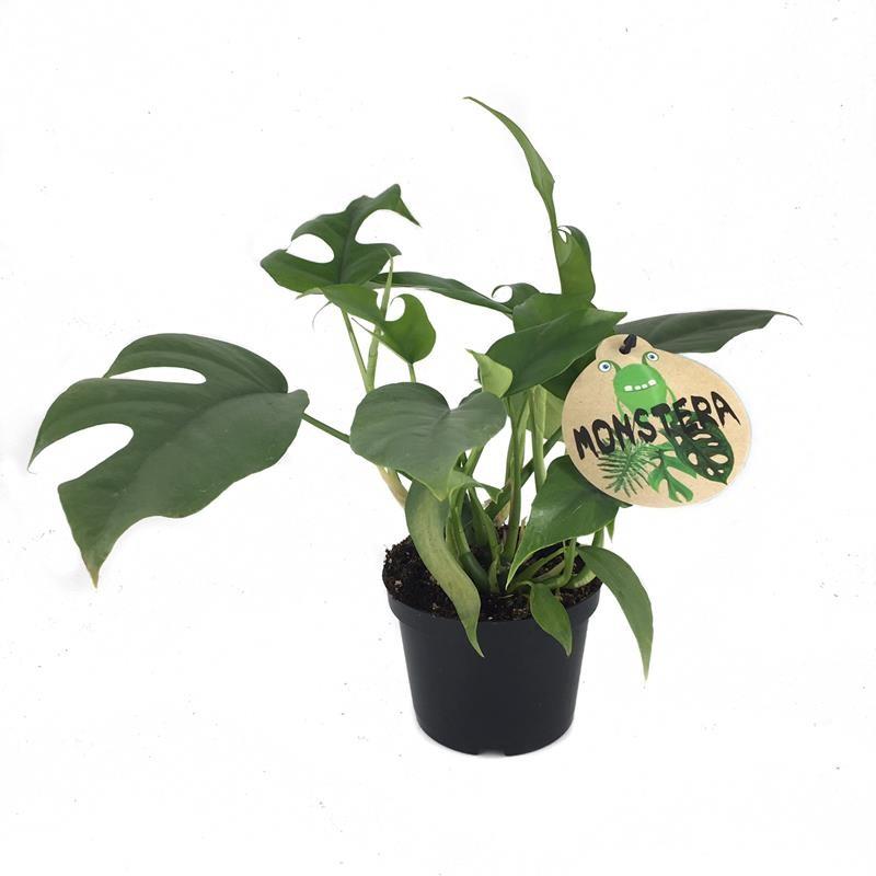 Monstera minima
