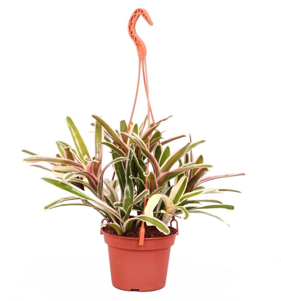 Nidularium schultesianum fire ball