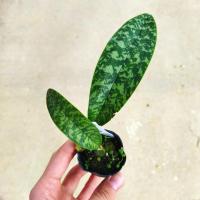 Oeceoclades maculata 1