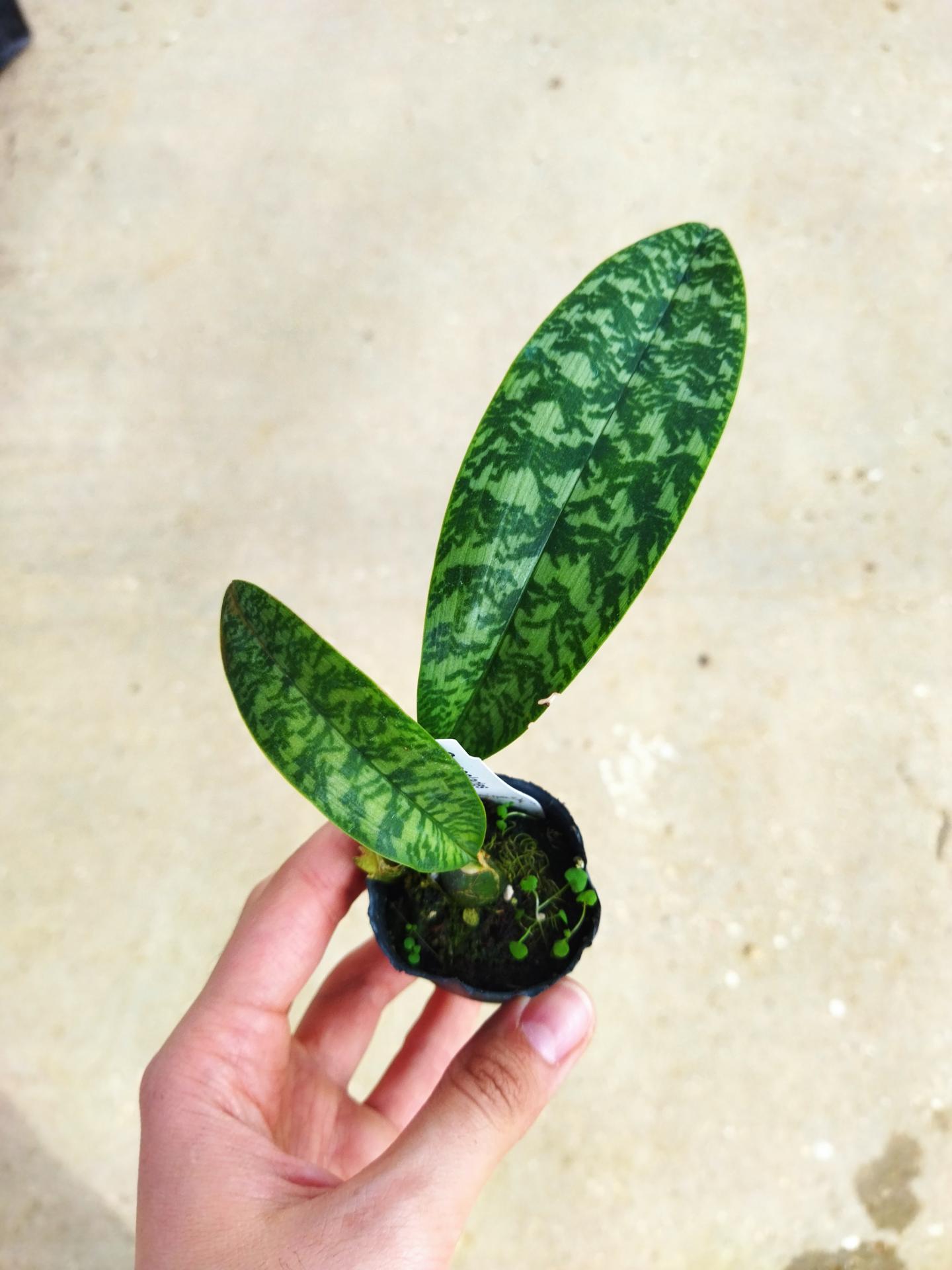 Oeceoclades maculata 1