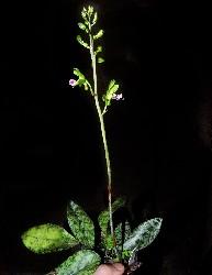 Oeceoclades maculata