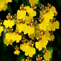 Oncidium fleurie