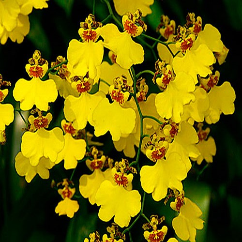 Oncidium fleurie