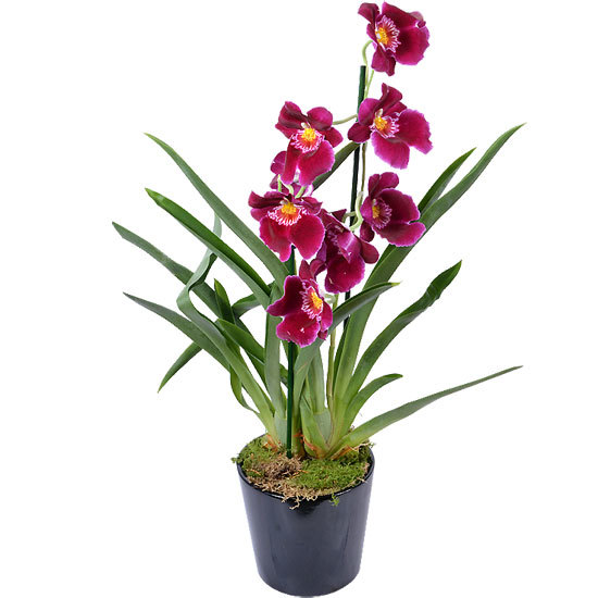 Orchidee miltonia red tide 550x550 28196
