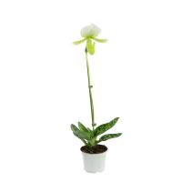 Paphiopedilum maudiae orchidee vente fleurie