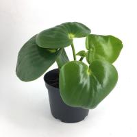 Peperomia polybotrya raindrop