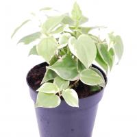 Peperomia scandens variegata
