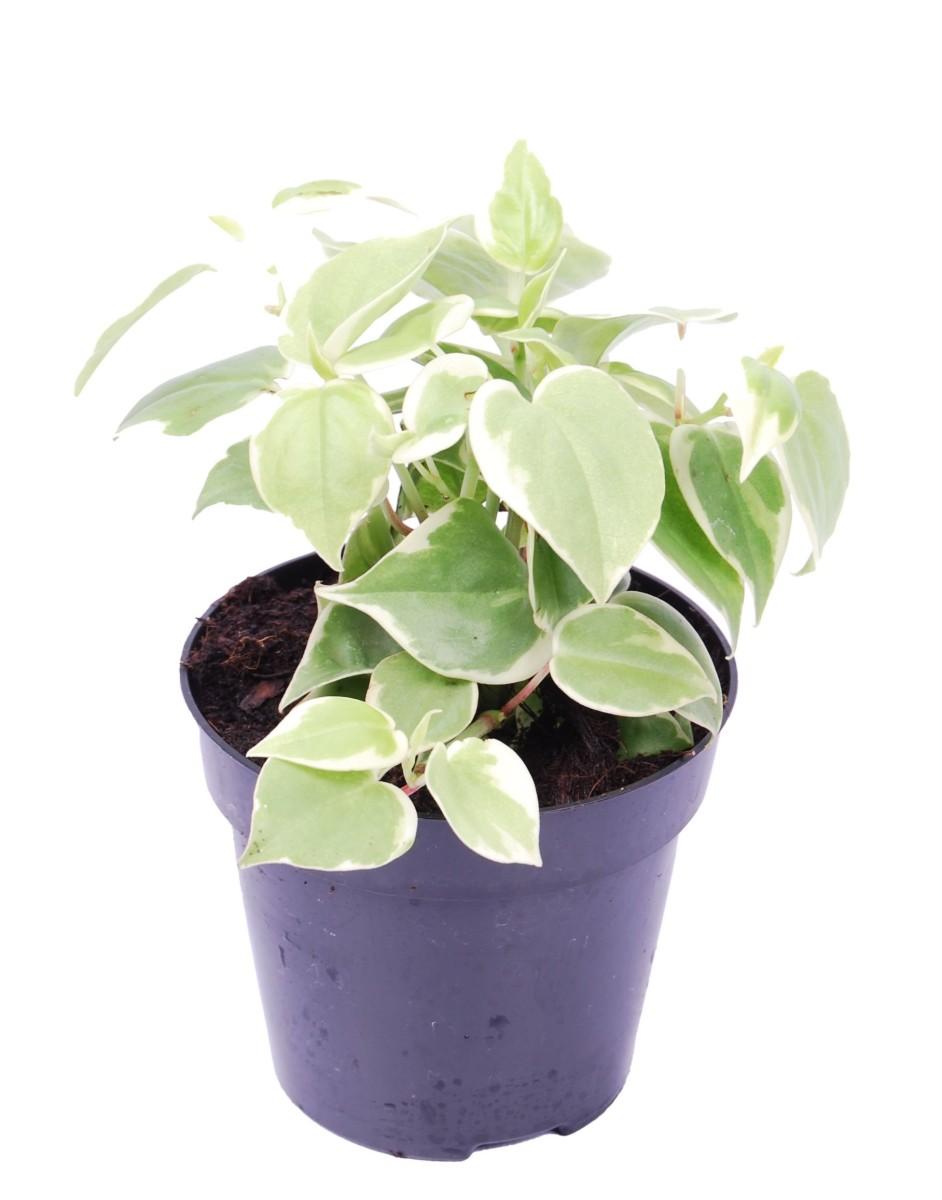 Peperomia scandens variegata
