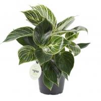 Philodendron birkin white measure 1