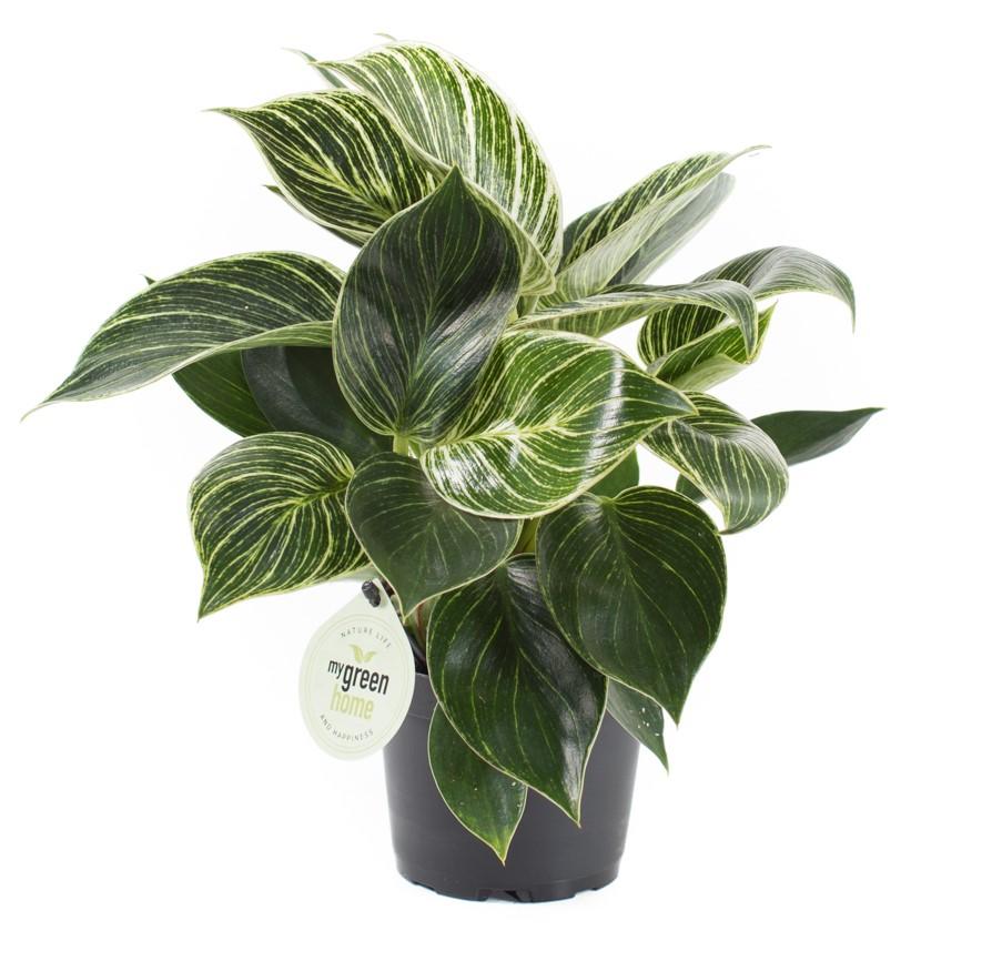 Philodendron birkin white measure 1