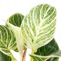 Philodendron birkin white measure