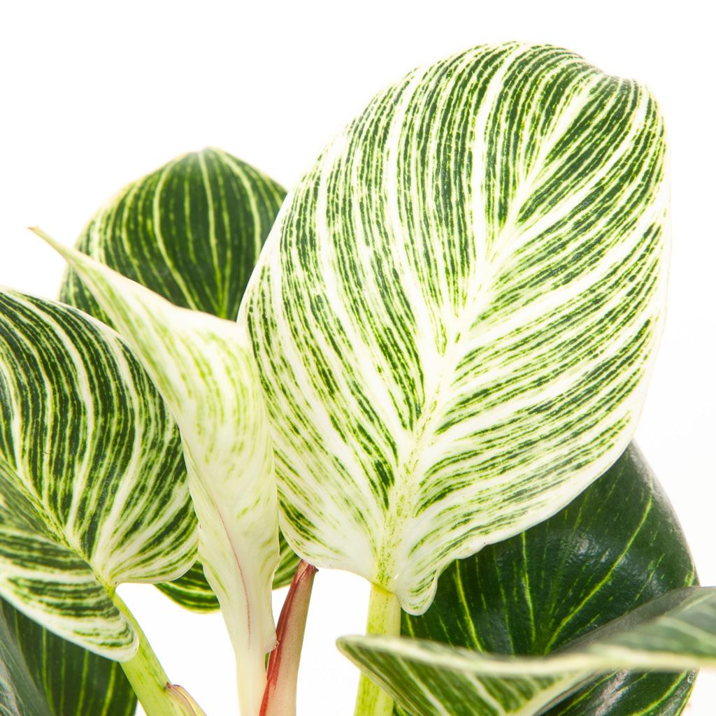 Philodendron birkin white measure