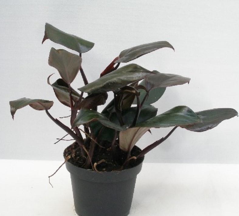 Philodendron erubescens new red 1