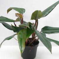 Philodendron ruby