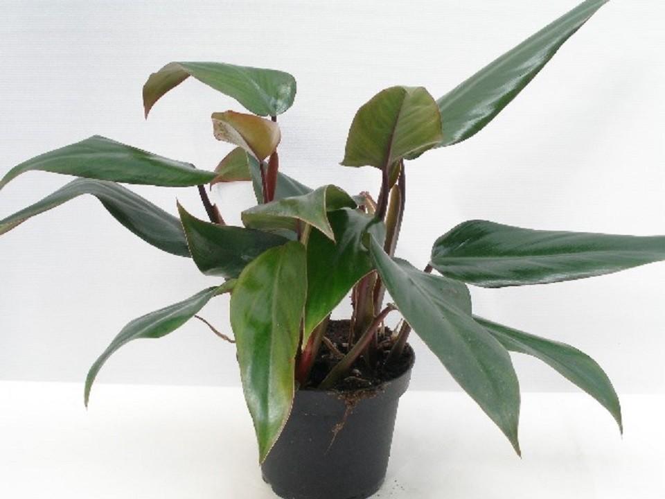 Philodendron ruby