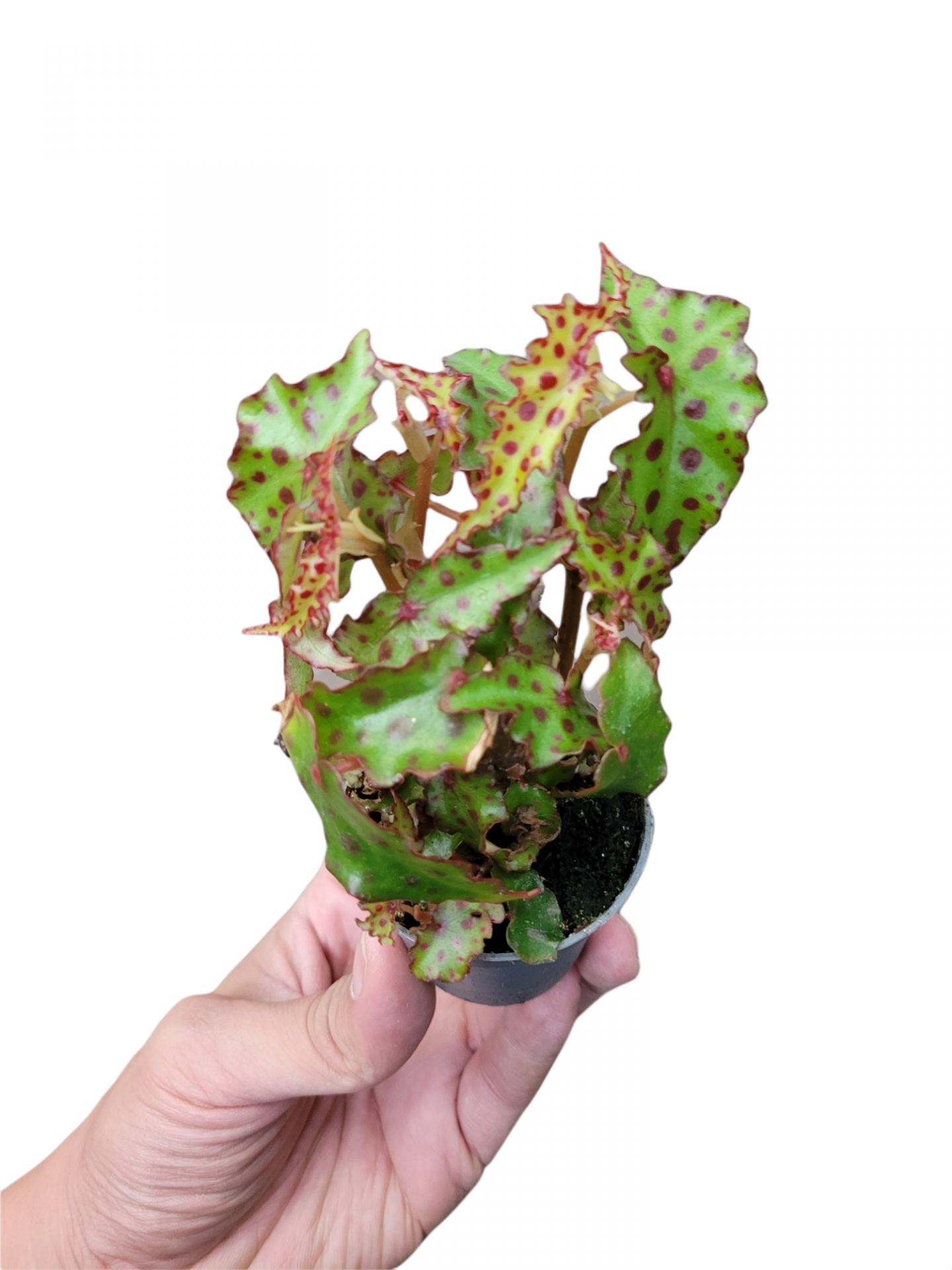 Photoroom 20211022 211235 2