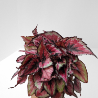 Photoroom 20211204 225503 11