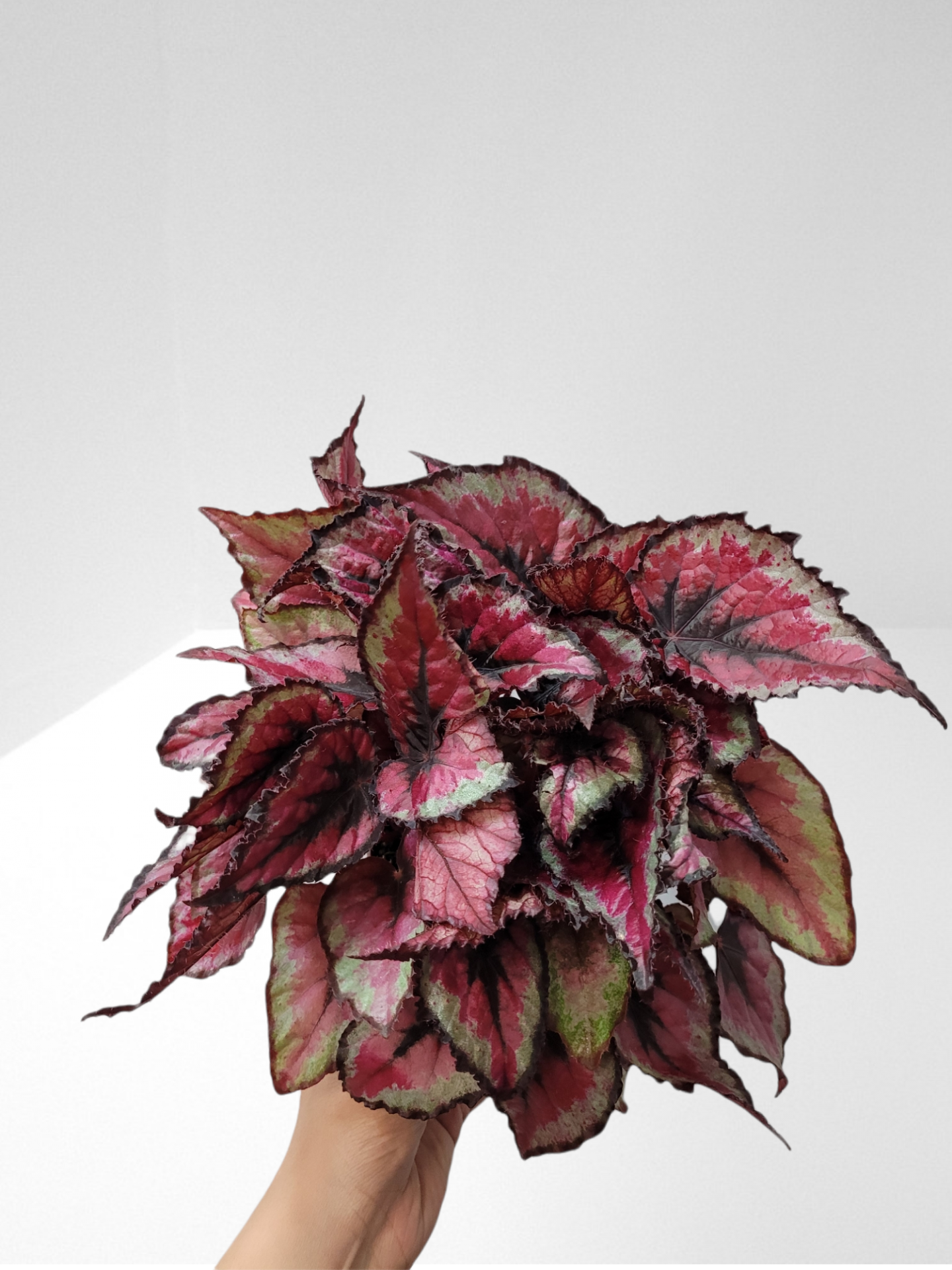 Photoroom 20211204 225503 11