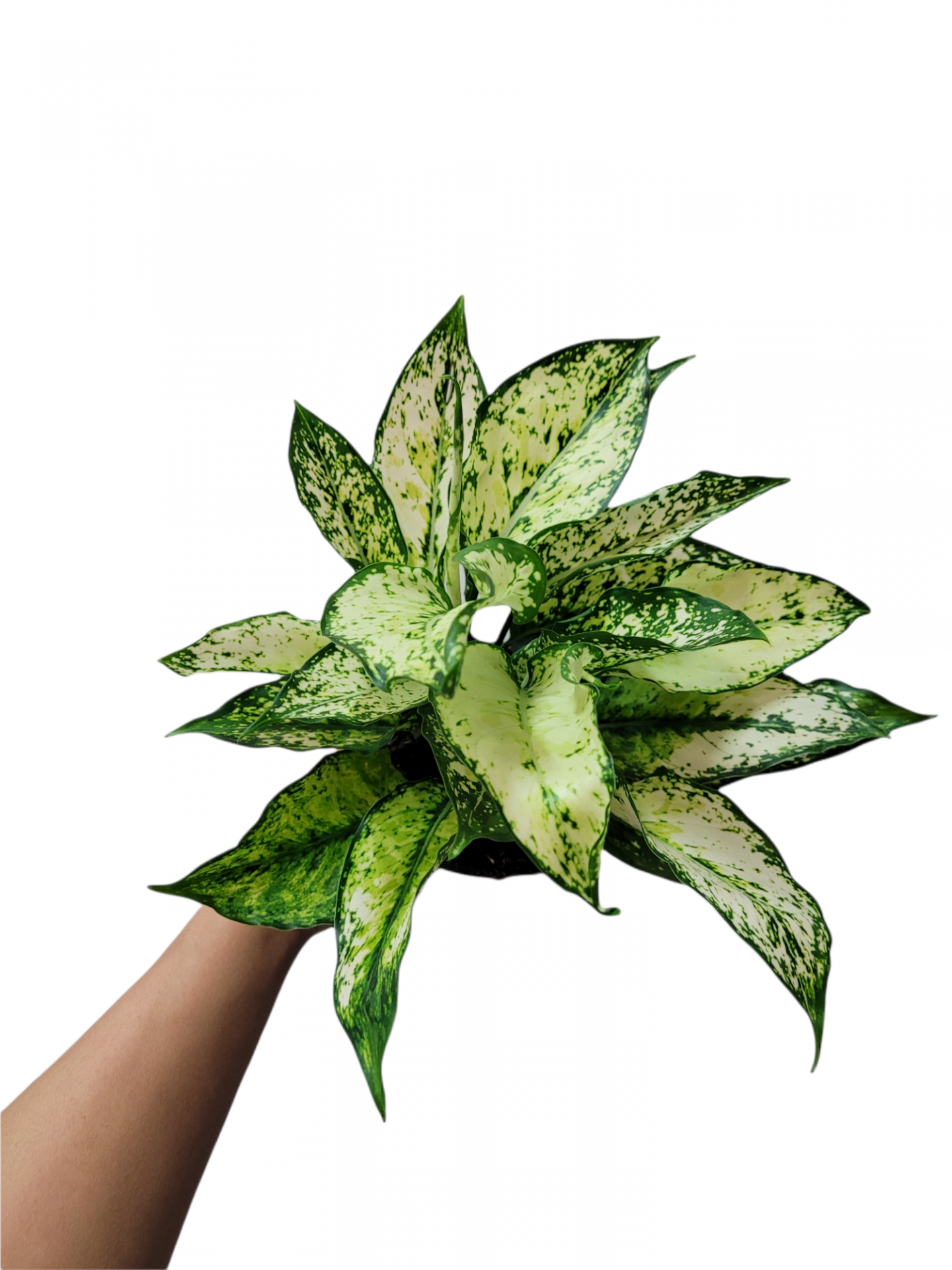 Photoroom 20211204 225503 12