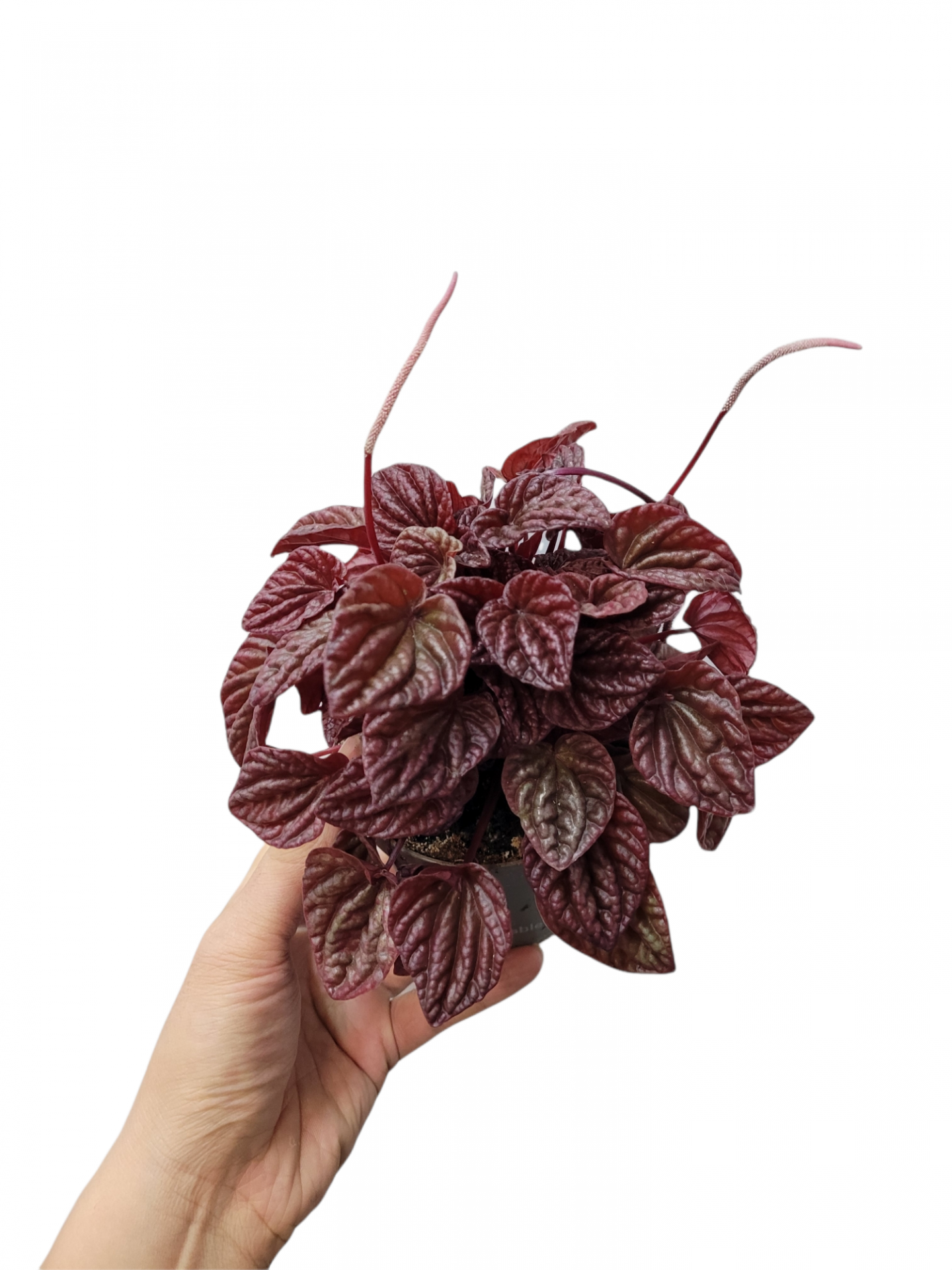 Photoroom 20211204 225503 14