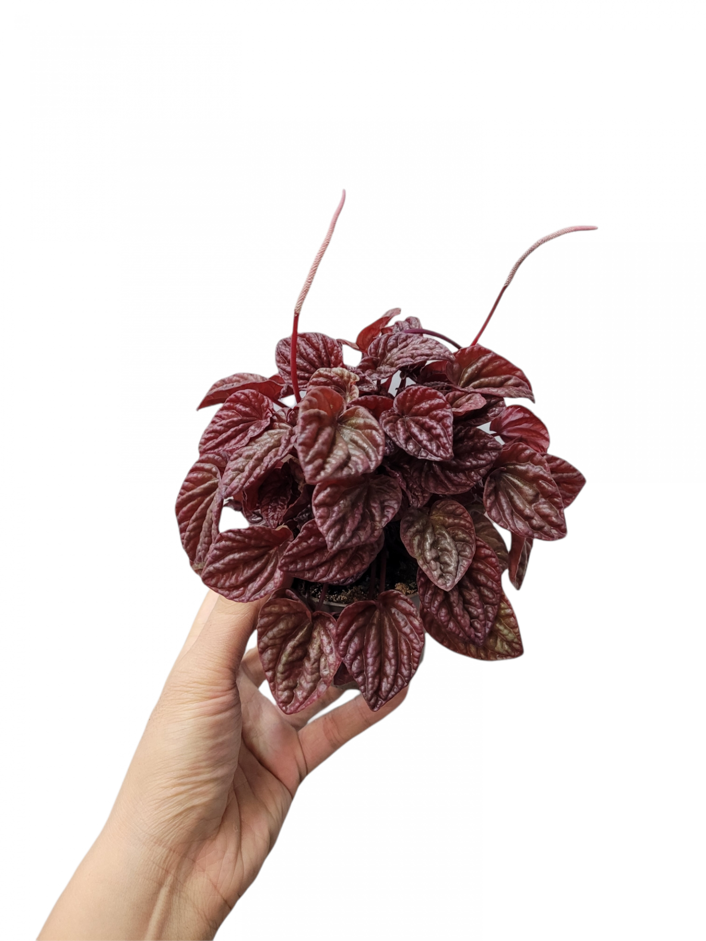 Photoroom 20211204 225503 15