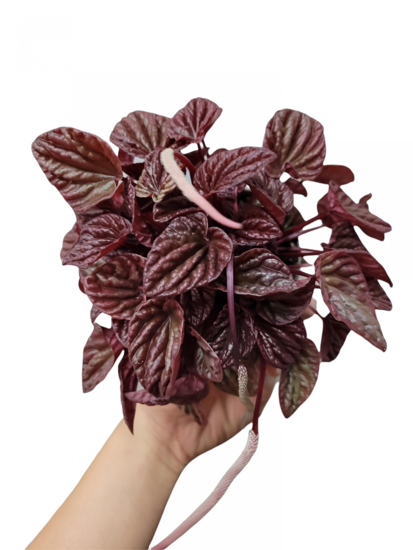 Photoroom 20211204 225503 16