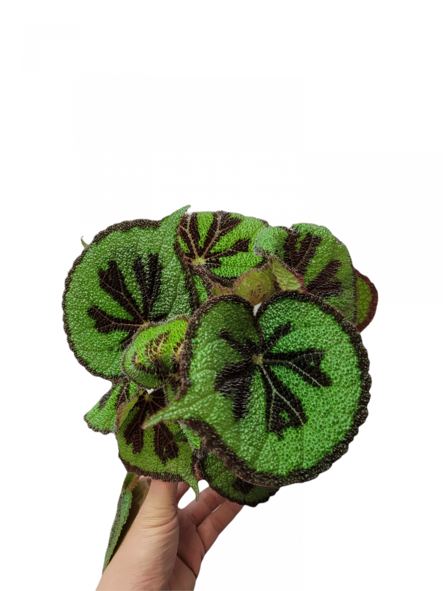 Photoroom 20211204 225503 18