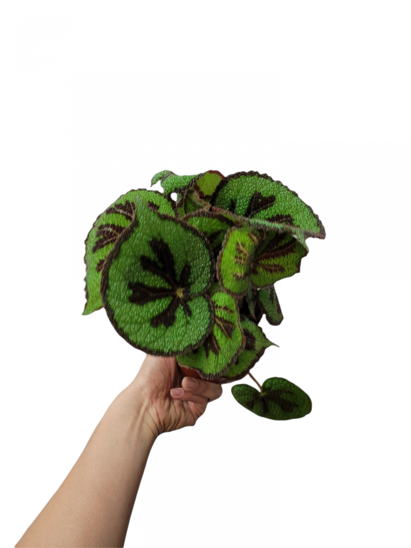 Photoroom 20211204 225503 19