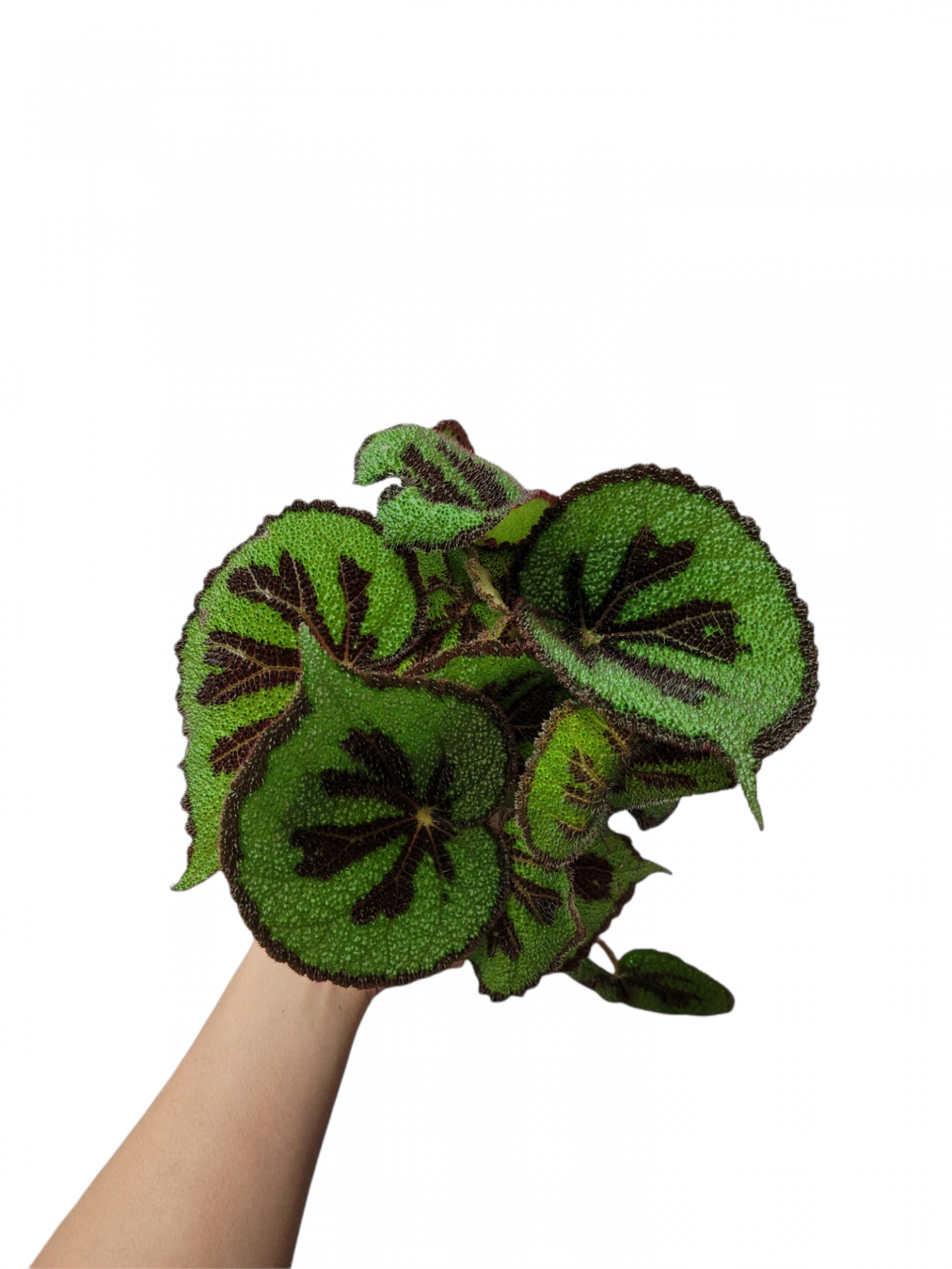 Photoroom 20211204 225503 20