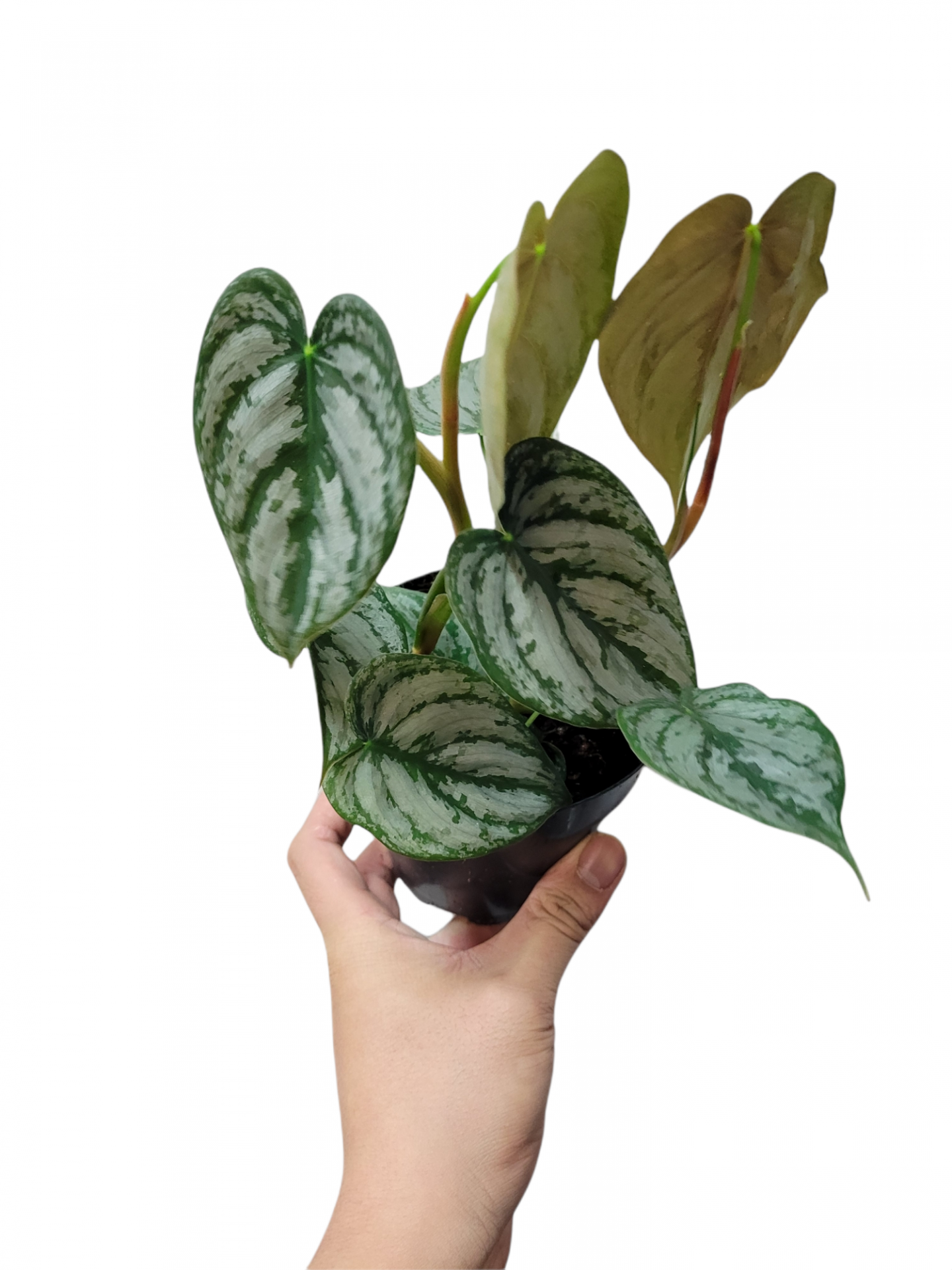 Photoroom 20211204 225503 21