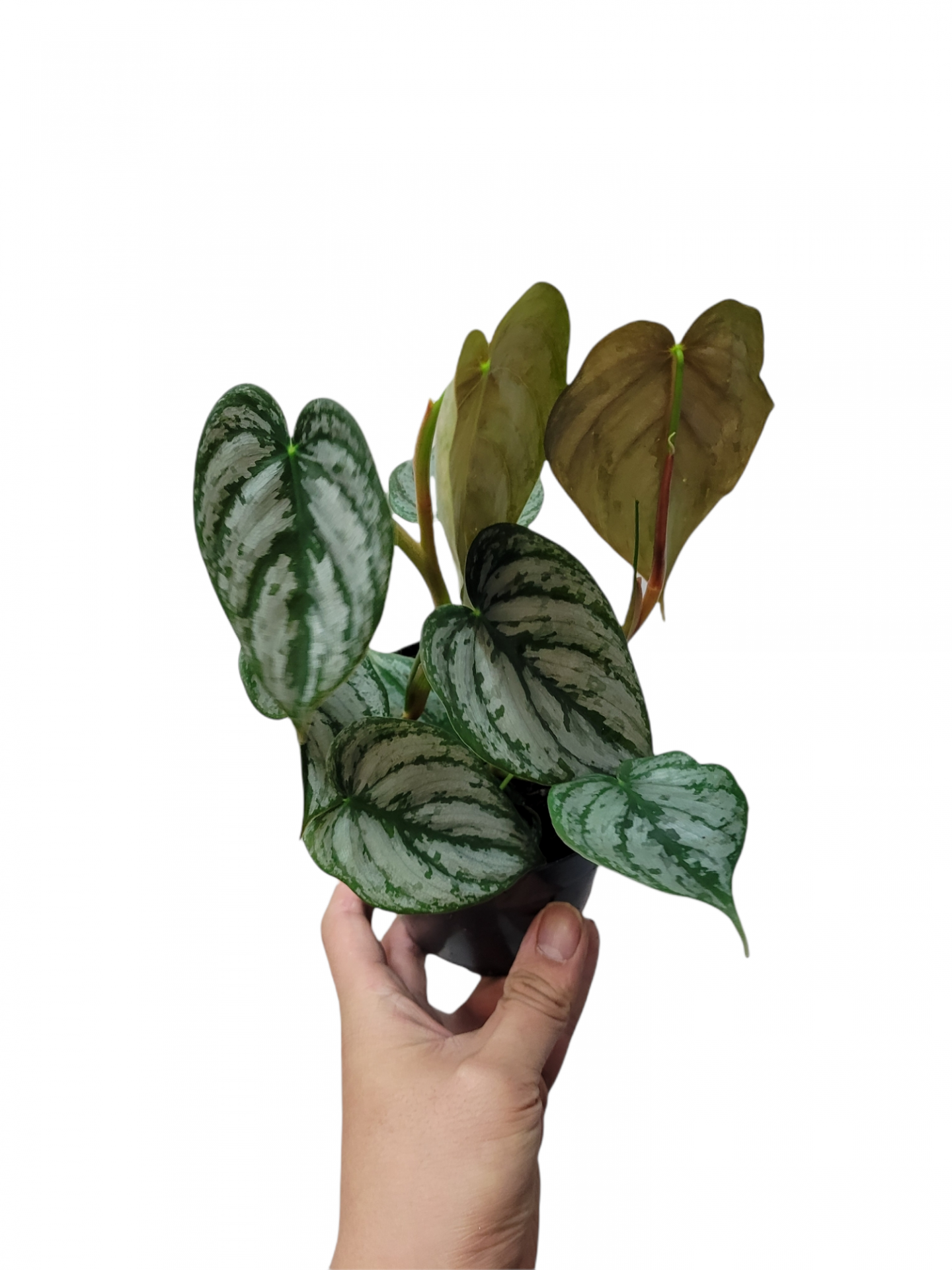 Photoroom 20211204 225503 22