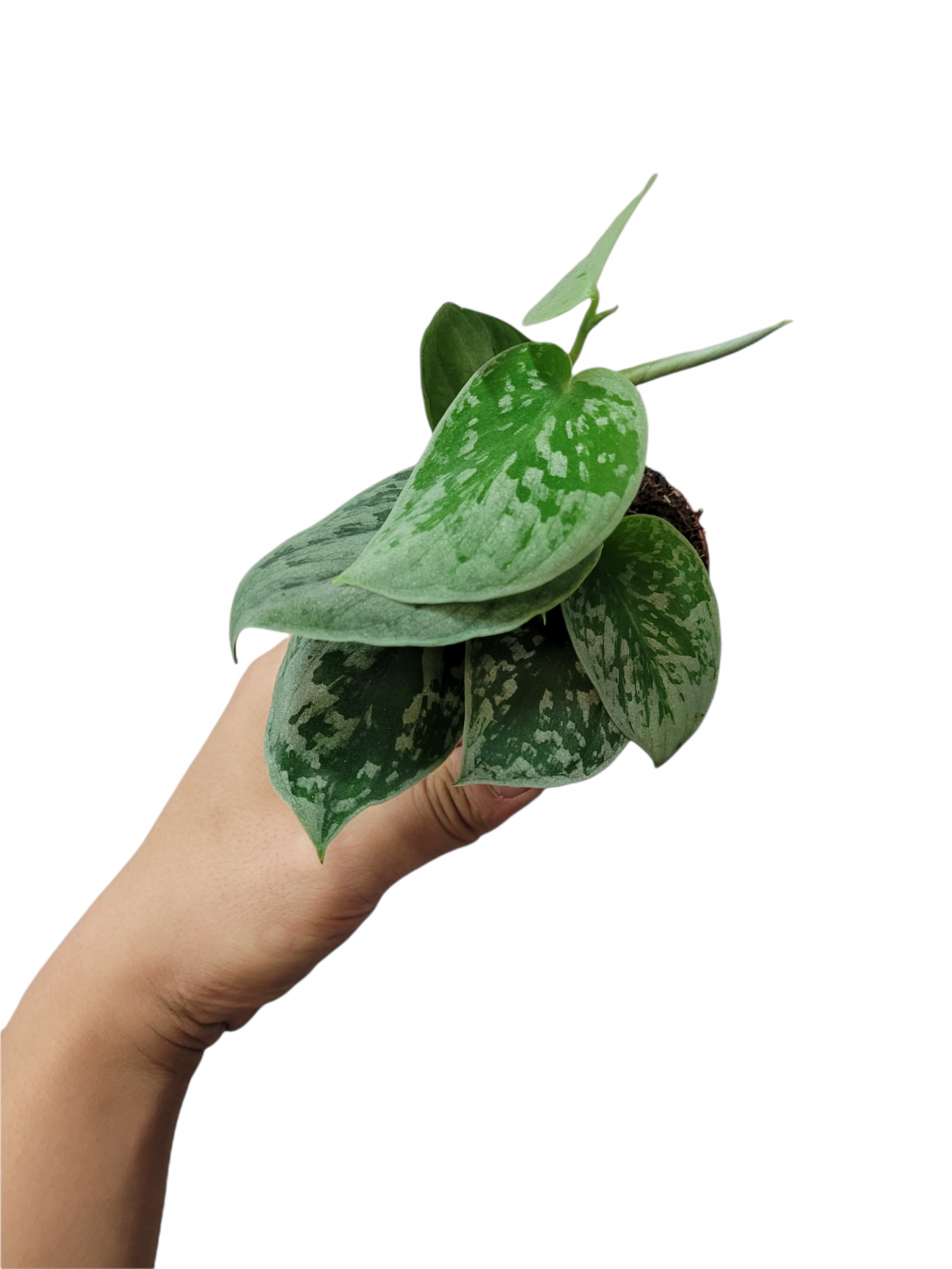 Photoroom 20211204 225503 8