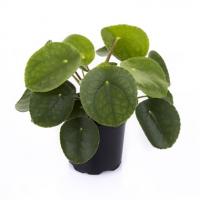 Pilea peperomioides a vendre