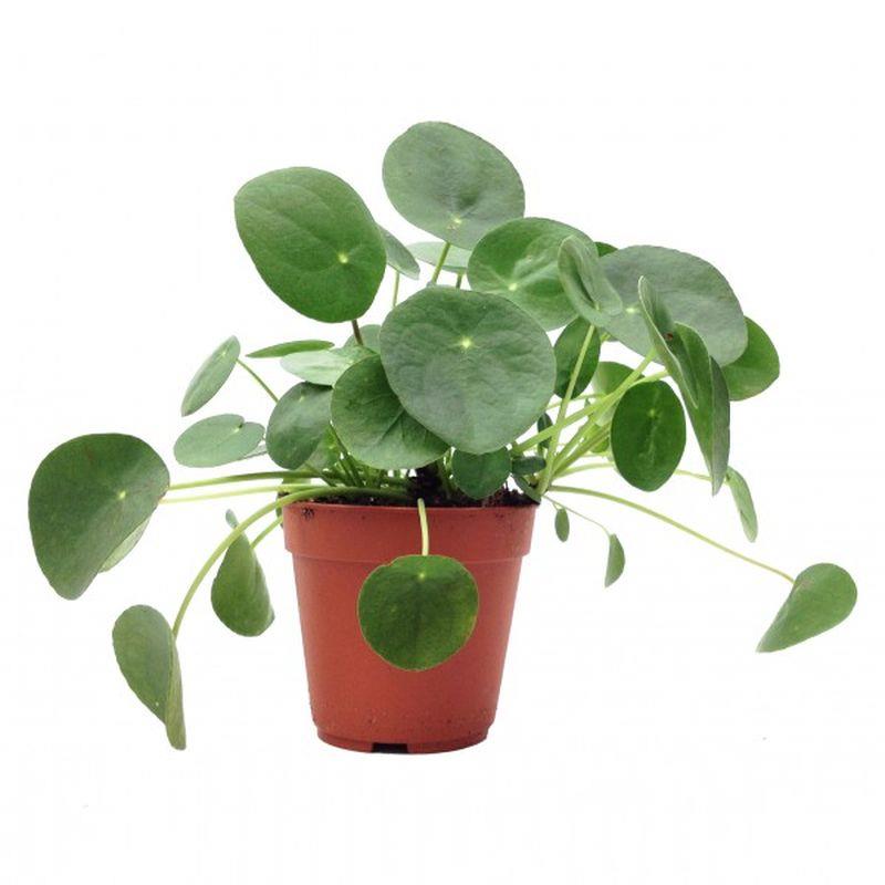 Plante a monnaie chinoise plante livraison pas cher
