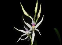 Prosthechea fausta 1