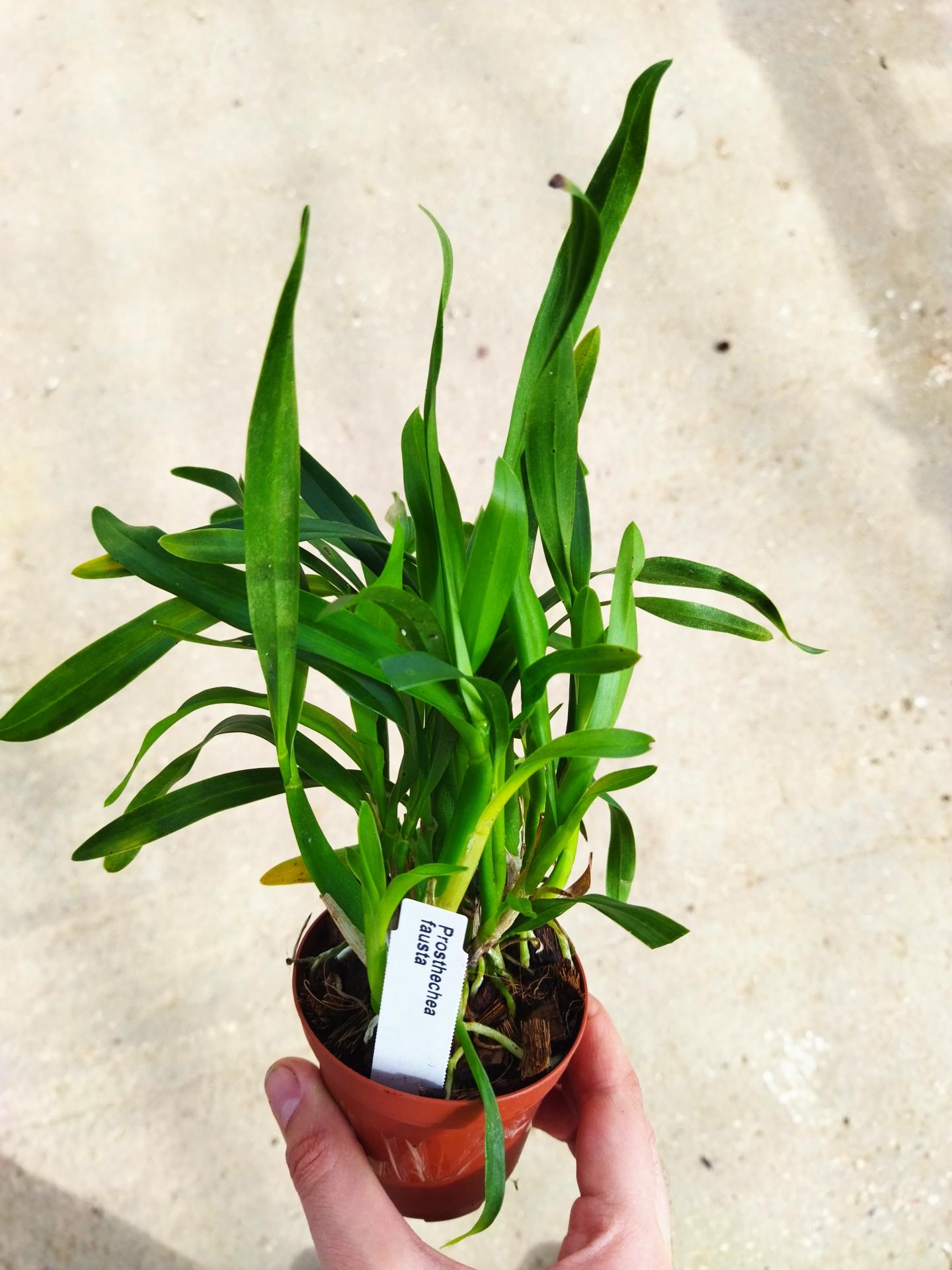 Prosthechea fausta