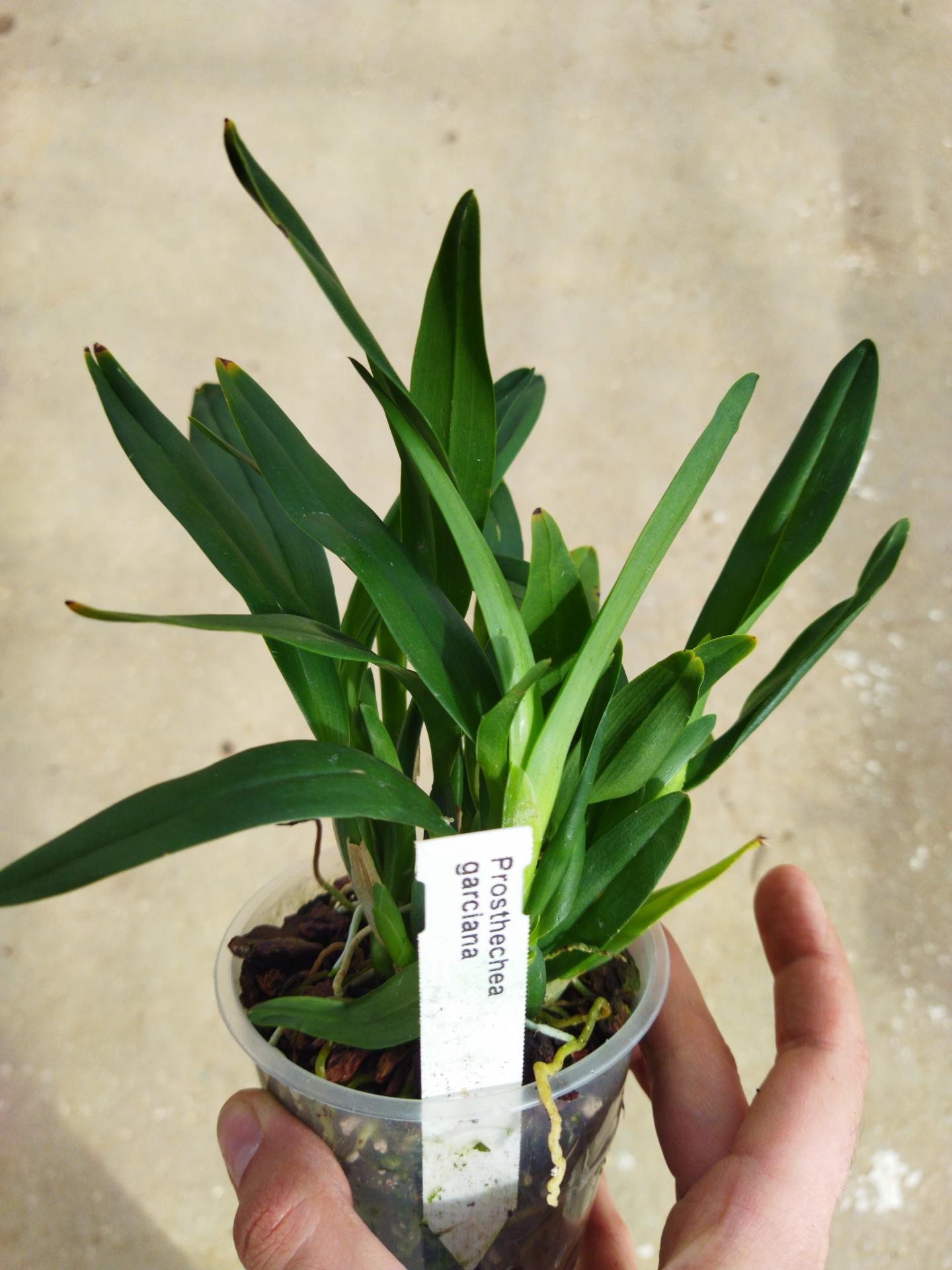 Prosthechea garciana 1