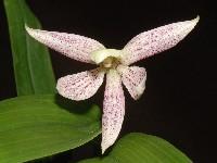 Prosthechea garciana
