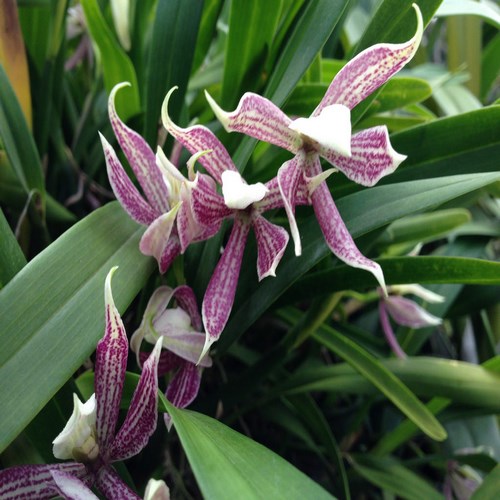 Prosthechea