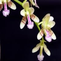 Sedirea japonica copier