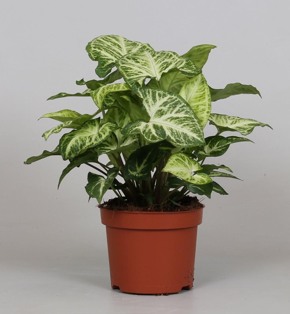 Syngonium arrow