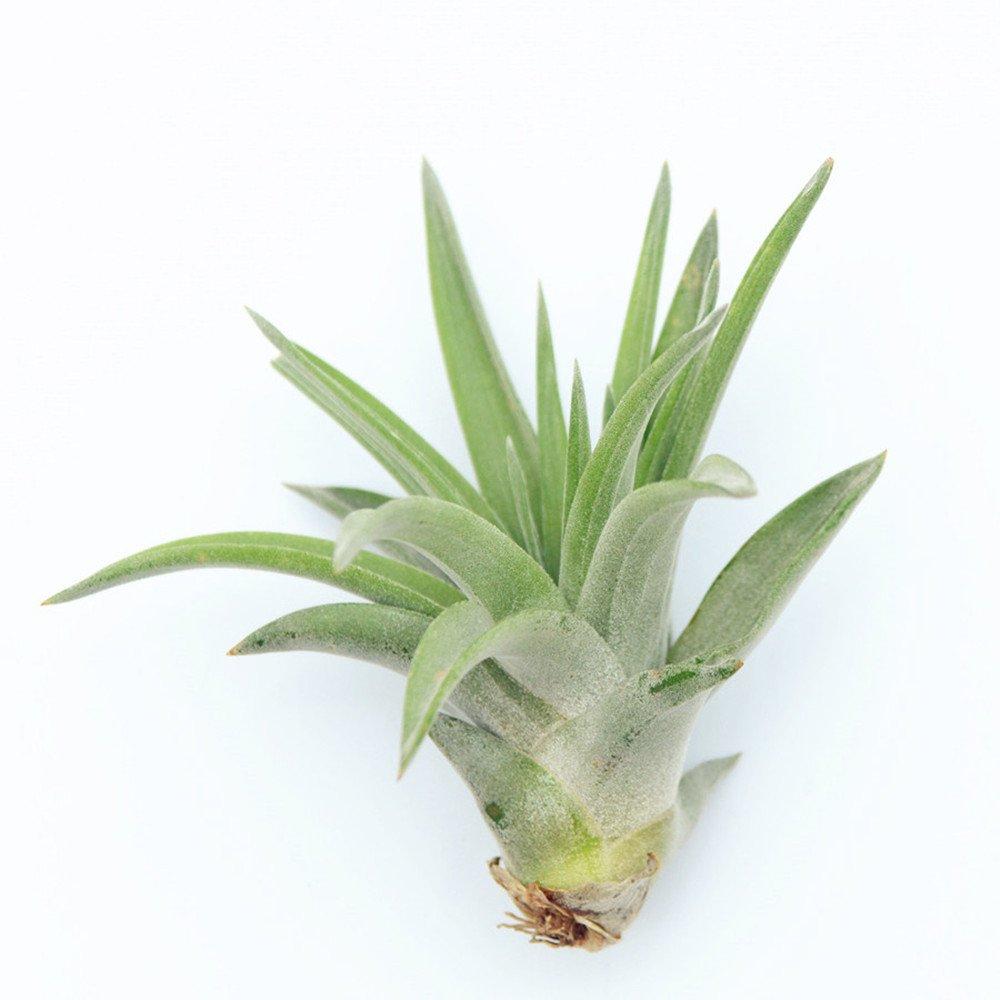 Tillandsia abdita