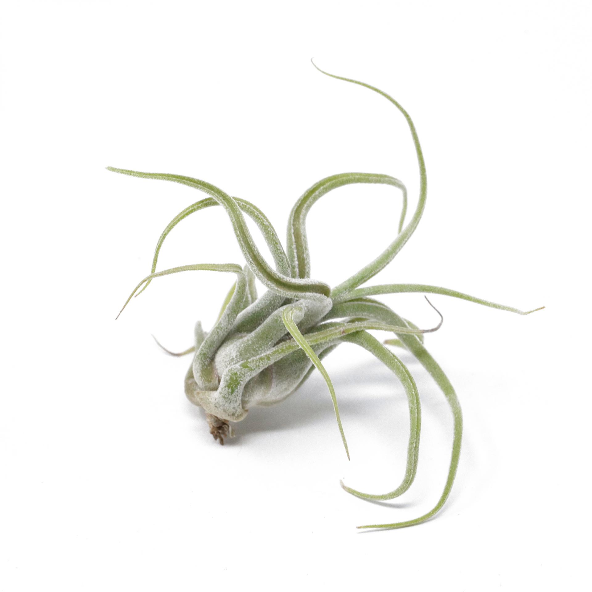 Tillandsia caput medusae
