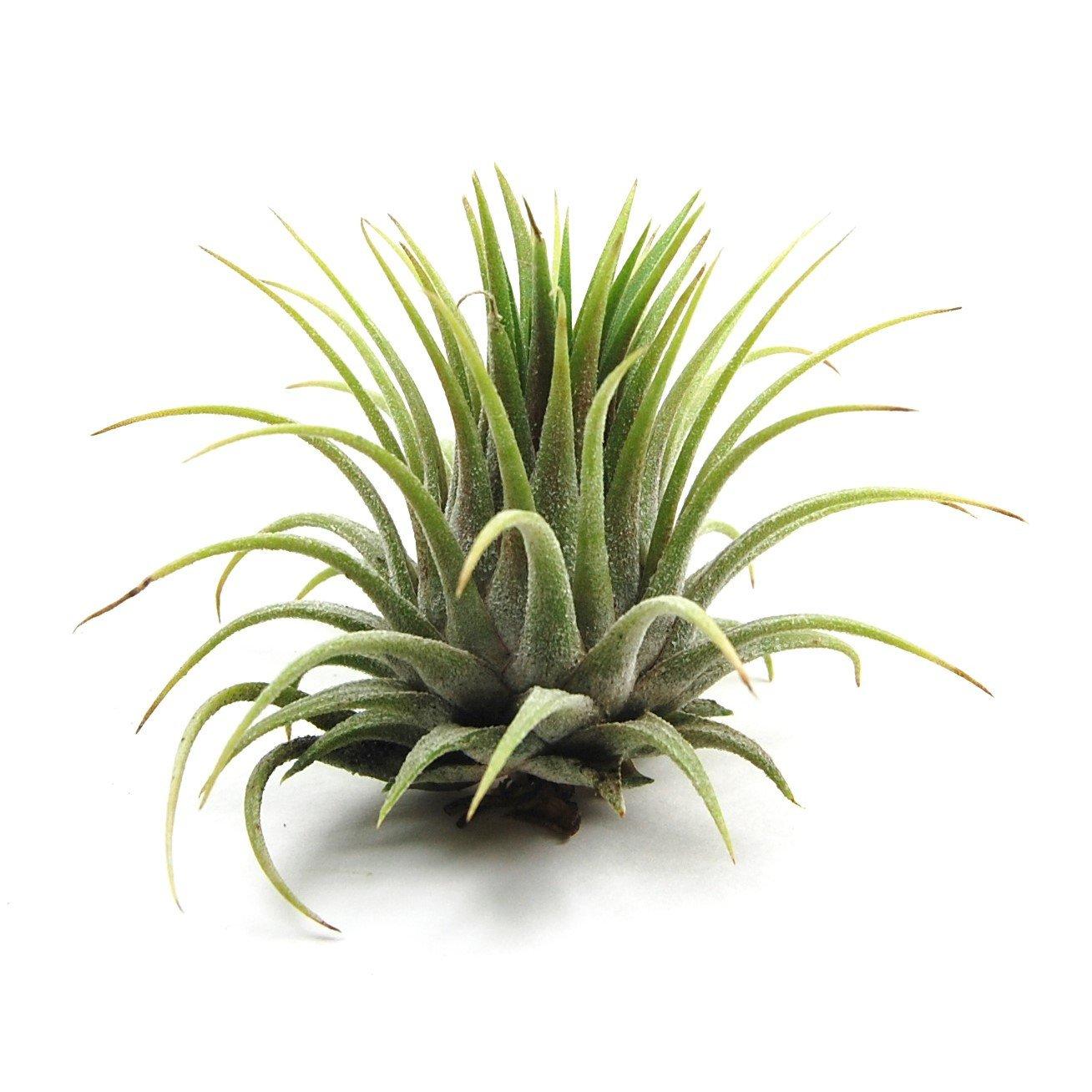 Tillandsia ionantha