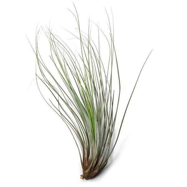 Tillandsia juncea