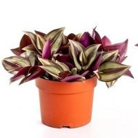 Tradescantia zebrina violet hill