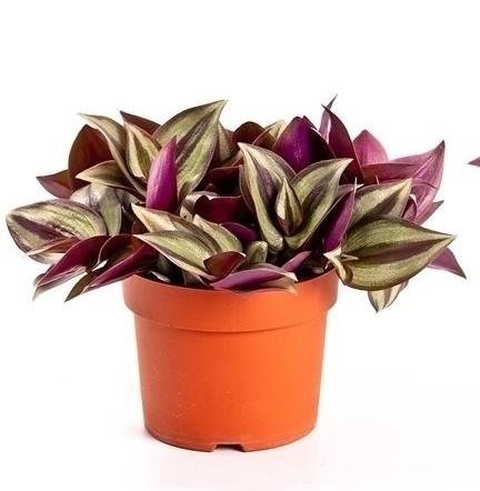 Tradescantia zebrina violet hill